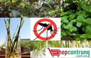 CẨM LANG tiêu diệt muỗi tận gốc