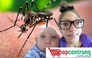 Sốt Zika