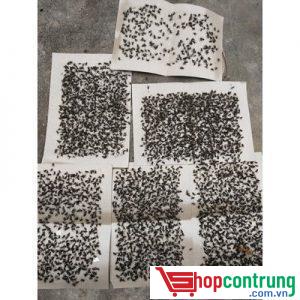 Sử dụng keo dính ruồi để bắt ruồi