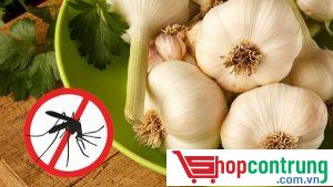 Sử dụng tỏi để đuổi muỗi