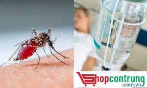 TOP #5 những căn bệnh chết người do con muỗi gây ra cho nhân loại
