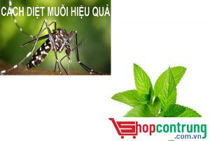Tiêu diệt muỗi hiệu quả bằng cây bạc hà