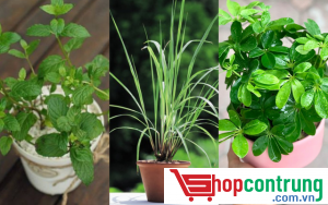 Trồng cây có công dụng đuổi muỗi