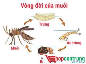 Vòng đời của loài muỗi