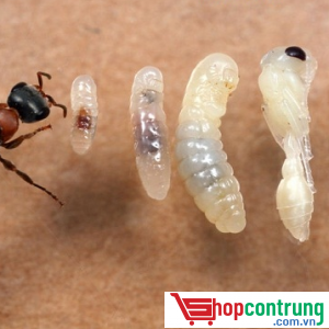 các con kiến