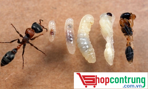 các con kiến