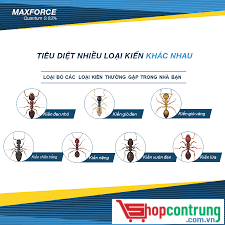 các loại kiến