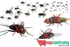 loài ruồi phát triển nhanh chóng