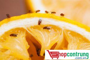 nên đậy thực phẩm kỹ để tránh ruồi