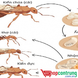 vòng đời kiến