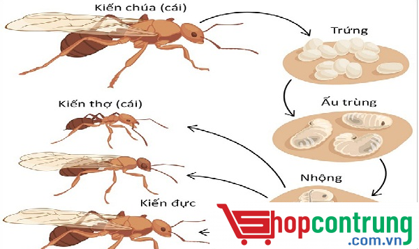 vòng đời kiến