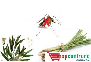 Đuổi muỗi bằng sả hiệu quả