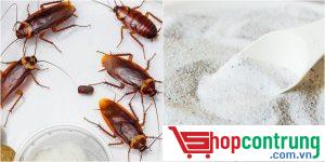 Cách diệt gián bằng xà phòng