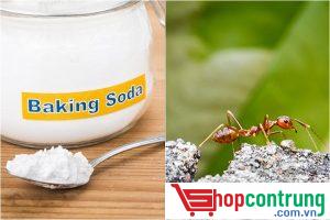 Dùng bột baking soda để đuổi kiến