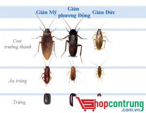 Thuốc diệt gián tốt nhất hiện nay