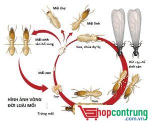 vòng đời mối