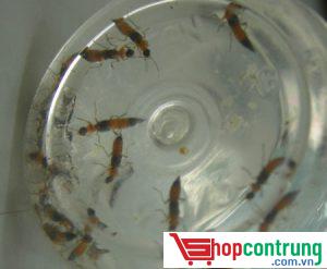 bẫy bắt kiến ba khoang