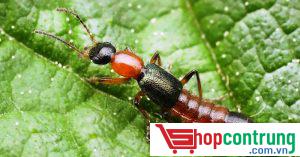 bẫy bắt kiến ba khoang