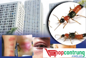 tác hại dịch tiết của kiến ba khoang