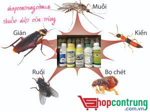 THUỐC DIỆT CÔN TRÙNG Q.12