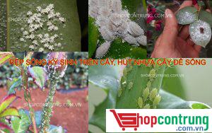 Dấu hiệu nhận biết rệp làm tổ trên cây
