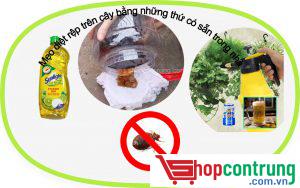 Mẹo diệt rệp trên cây