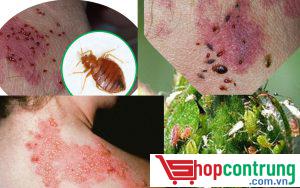 Tác hại do rệp gây ra