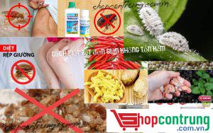 cách diệt rệp