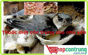 Thuốc diệt côn trùng cho nhà yến