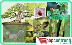 thuoc diet con trung tren cay canh