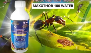 Maxxthor 100 diệt muỗi côn trùng hiệu quả