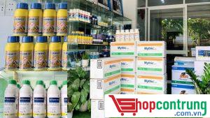 thuốc diệt mối mọt tại Long An
