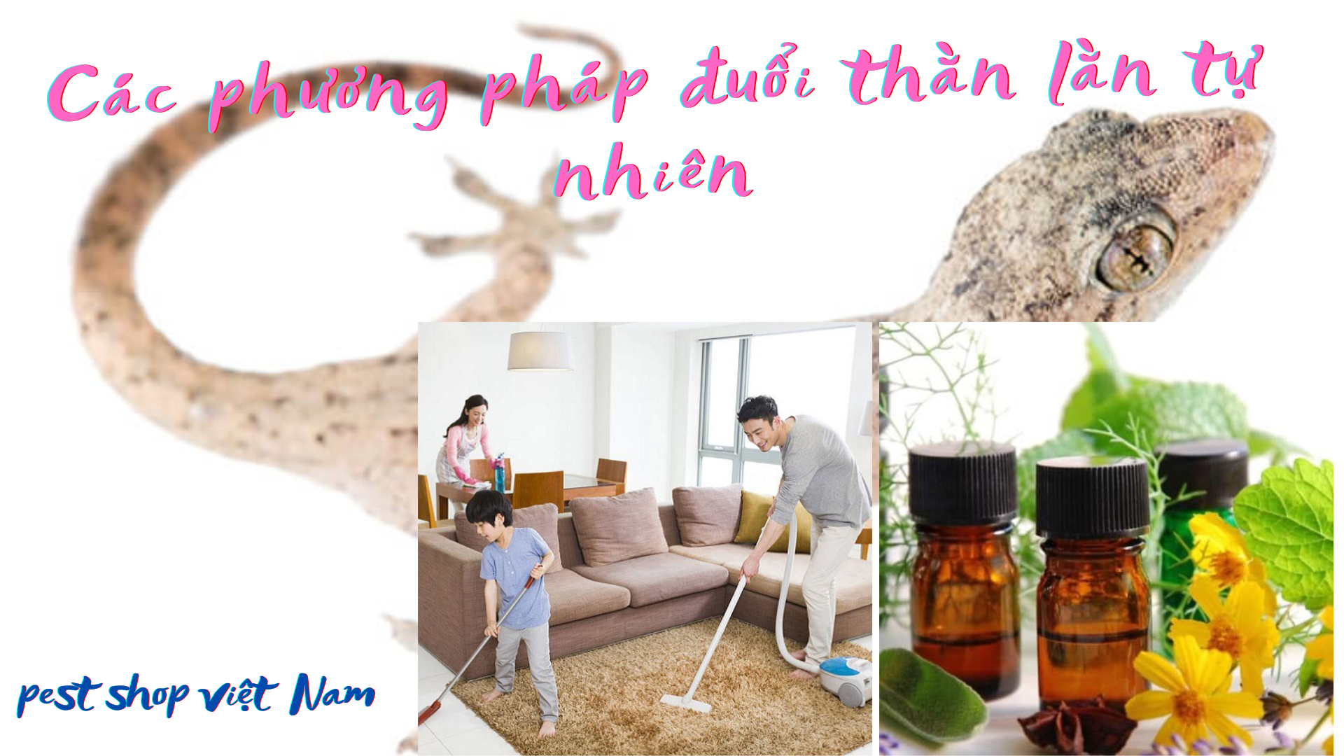 Các phương pháp đuổi thằn lằn tự nhiên