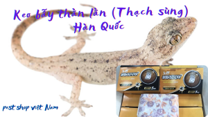 Keo bẫy thằn lằn (Thạch sùng) Hàn Quốc - thuốc diệt thằn lằn