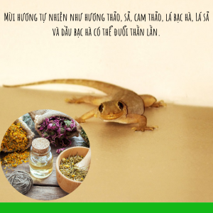 Sử dụng mùi hương tự nhiên là cách đuổi thằn lằn