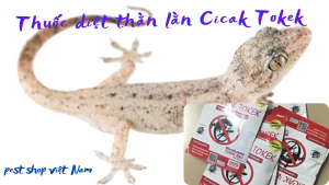 Thuốc diệt thằn lằn Cicak Tokek