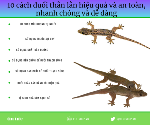 cách đuổi thằn lằn hiệu quả và an toàn