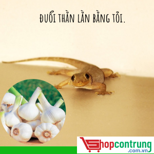  đuổi thằn lằn bằng tỏi.