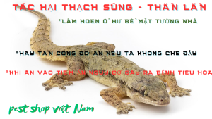 thằn lằn - tác hại của thằn lằn