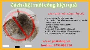 Cách diệt ruồi cống hiệu quả