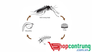 Sơ lược ấu trùng lăng quăng bọ gậy