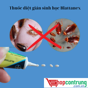 thuốc diệt gián sinh học Blattanex