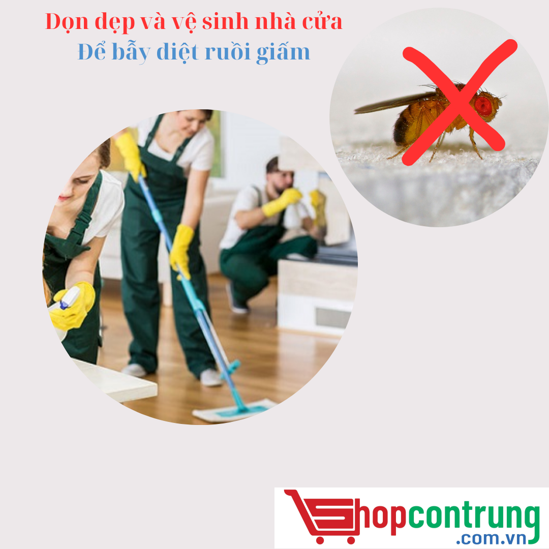 Dọn dẹp và vệ sinh nhà cửa. Để bẫy diệt ruồi giấm