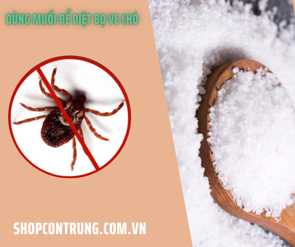 Dùng Muối để diệt bọ ve chó