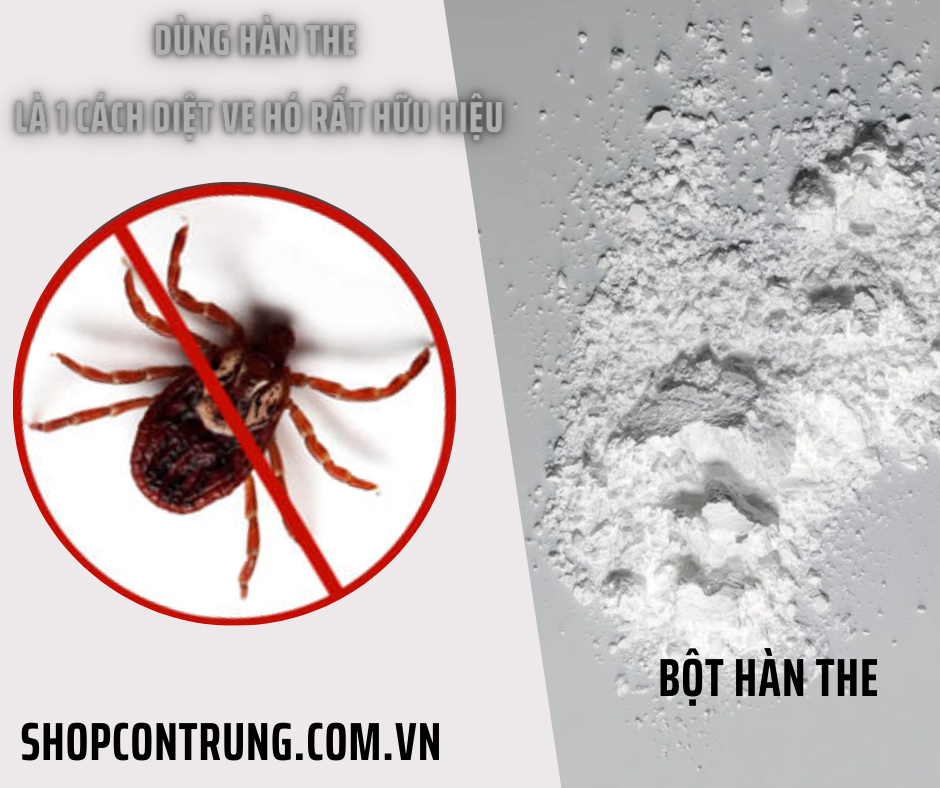 Dùng hàn the là 1 cách diệt ve hó rất hữu hiệu