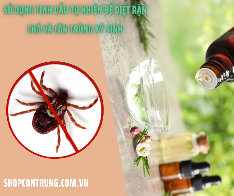 Sử dụng tinh dầu tự nhiên để diệt rận chó và côn trùng ký sinh