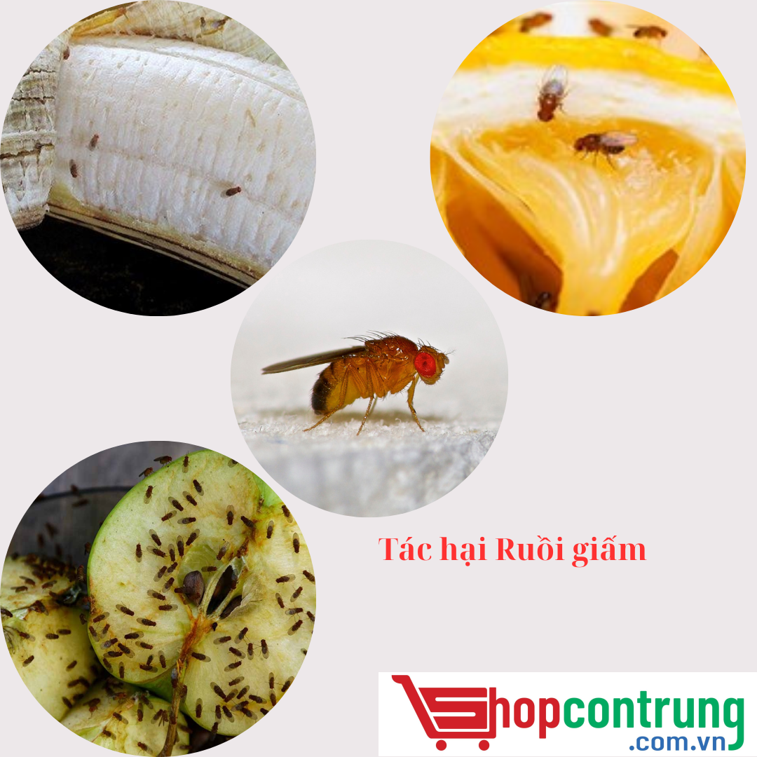 Tác hại Ruồi giấm