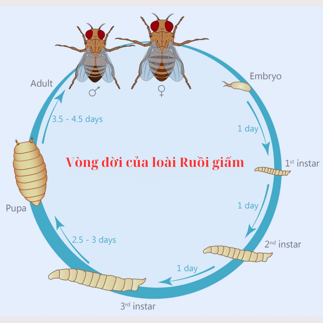Vòng đời của loài Ruồi giấm