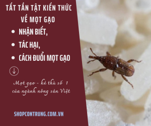 kiến thức về con mọt gạo