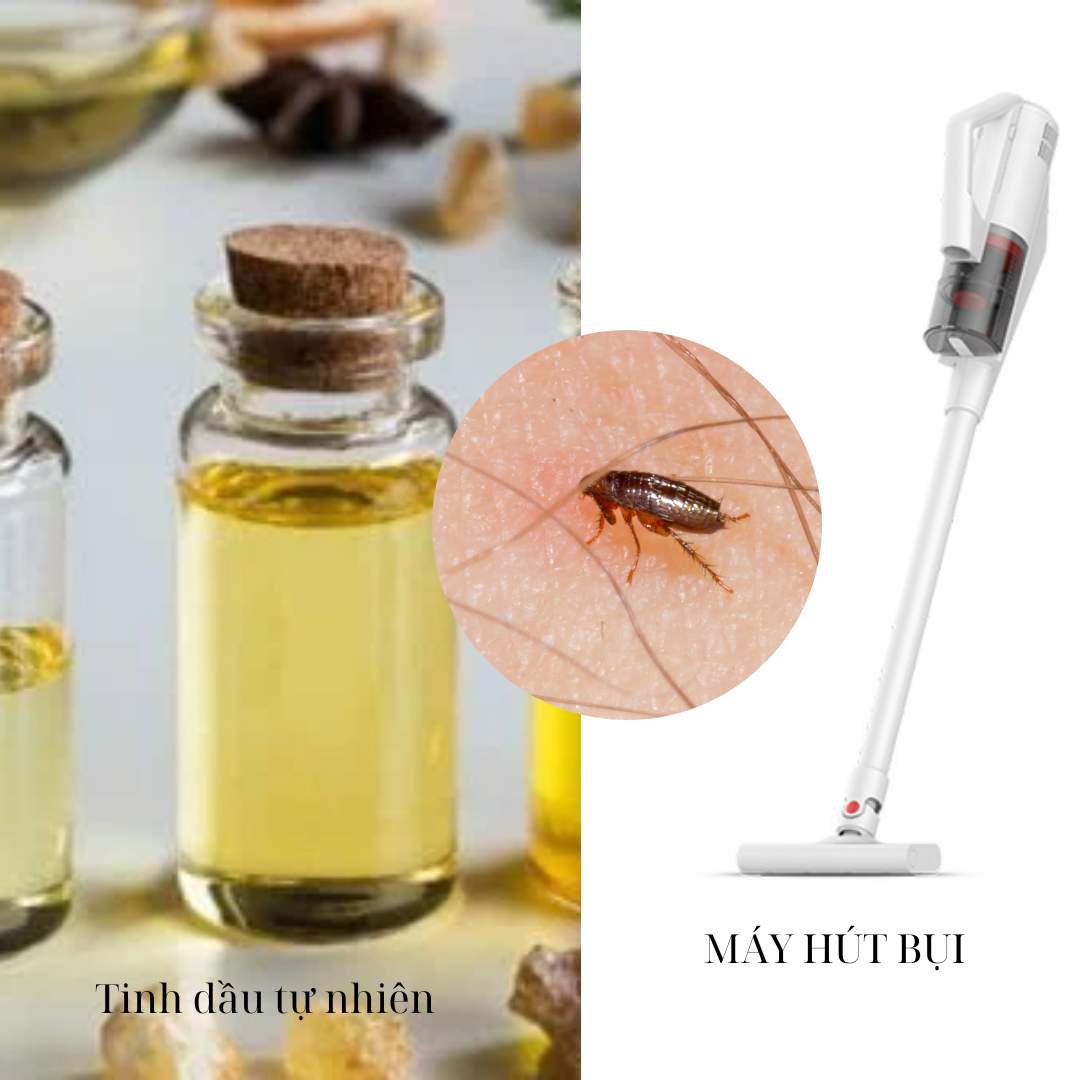 Cách đuổi bọ chét bằng mẹo nhà thông minh